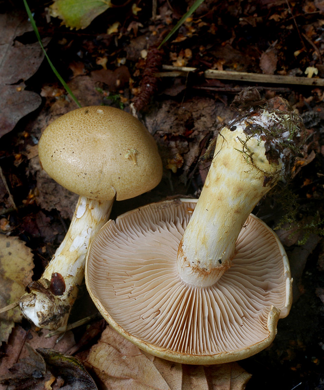 Cortinarius olidus